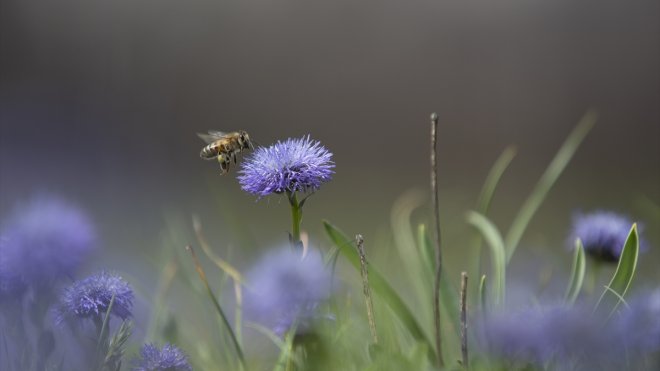 Tunceli'de ilkbaharın gelişiyle dağ ve ormanlarda yabani çiçekler açtı