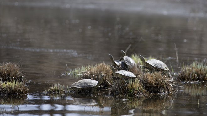 Tunceli'de karların erimesiyle tabiat canlandı