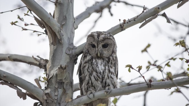 Tunceli'de kırık kanadı tedavi edilen alaca baykuş doğaya salındı