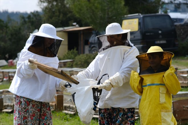 TÜPRAG hazırlanıyor çam üretimine İzmir