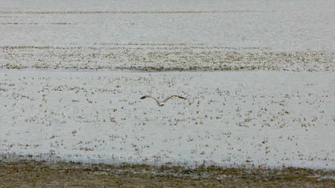 Van'da yazın kuruyan Akgöl, son yağışlarla yeniden suyla doldu