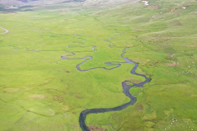 Ağrı'da mendereslerin bulunduğu ovalar yeşile büründü