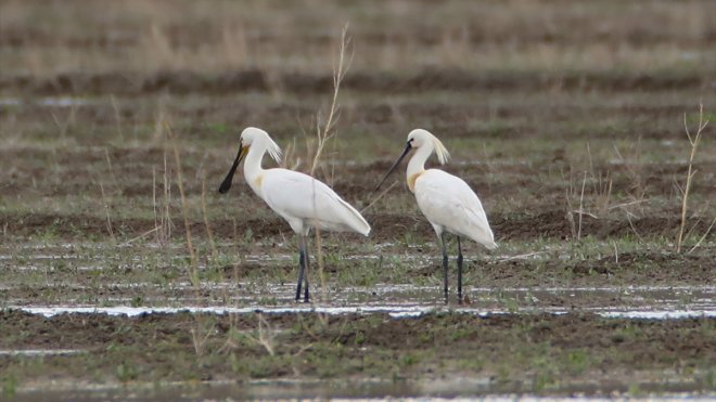 Ağrı Dağı eteklerinde "Kaşıkçı" kuşları görüntülendi