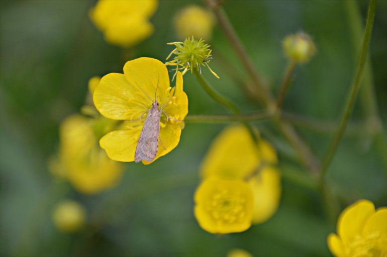 Ağrı hardal çiçekleriyle sarıya büründü3