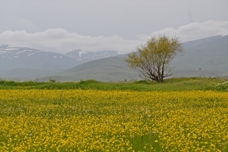 Ağrı hardal çiçekleriyle sarıya büründü4