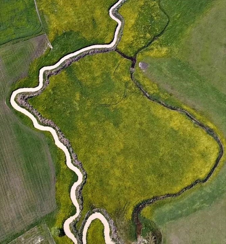 Ağrı hardal çiçekleriyle sarıya büründü5