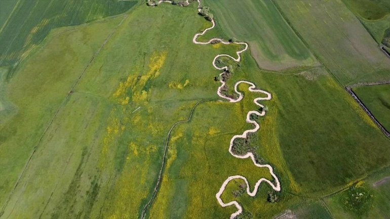 Ağrı hardal çiçekleriyle sarıya büründü6