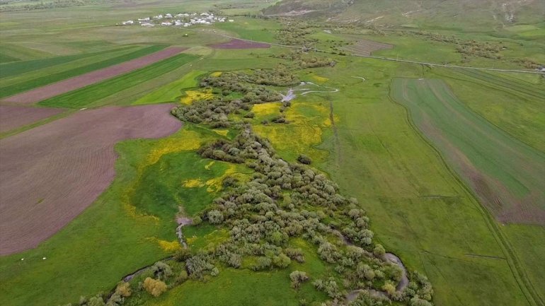 Ağrı hardal çiçekleriyle sarıya büründü8