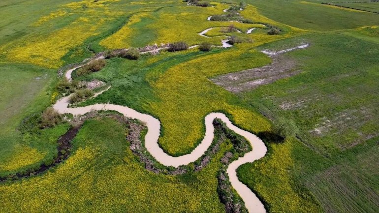 Ağrı hardal çiçekleriyle sarıya büründü9