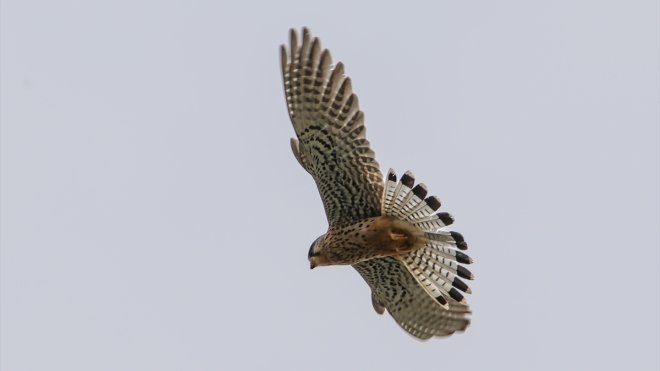 Kerkenezin beslenme anı kameraya yansıdı