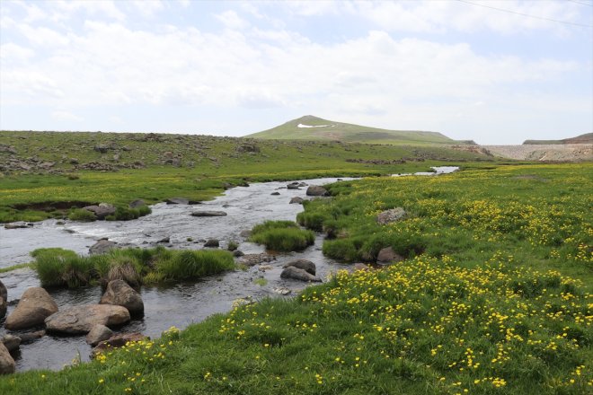 kendini Sinek Ağrı