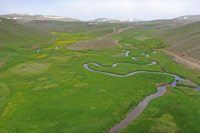 baharın Sinek Ağrı