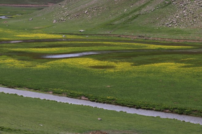 Sinek baharın Ağrı