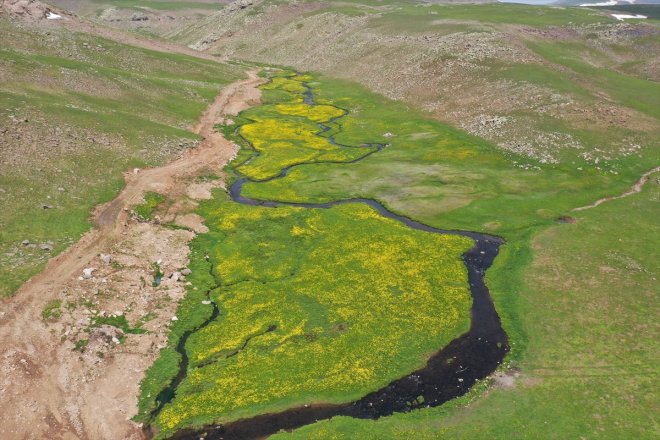 kendini Sinek Yaylası
