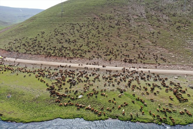 Yeşile bürünen Sinek Yaylası küçükbaş hayvan sürülerini ağırlıyor