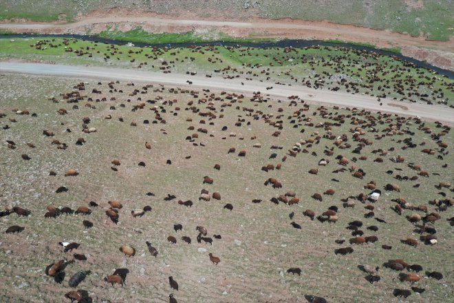 küçükbaş - ağırlıyor Yaylası hayvan AĞRI Yeşile sürülerini Sinek bürünen 2