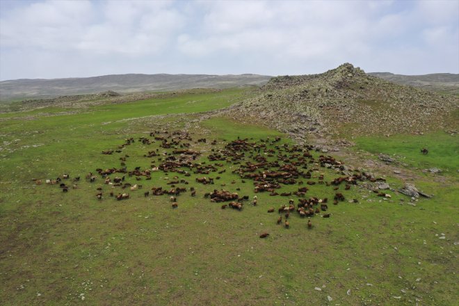 sürülerini küçükbaş AĞRI hayvan Sinek - bürünen ağırlıyor Yeşile Yaylası 11