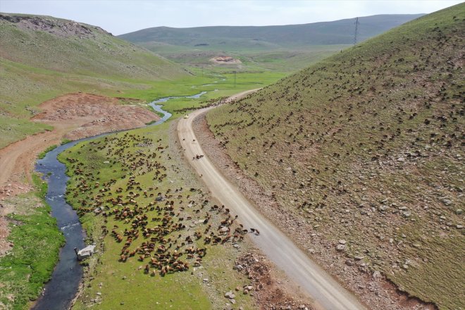 hayvan ağırlıyor sürülerini Yaylası küçükbaş Yeşile bürünen Sinek AĞRI - 12