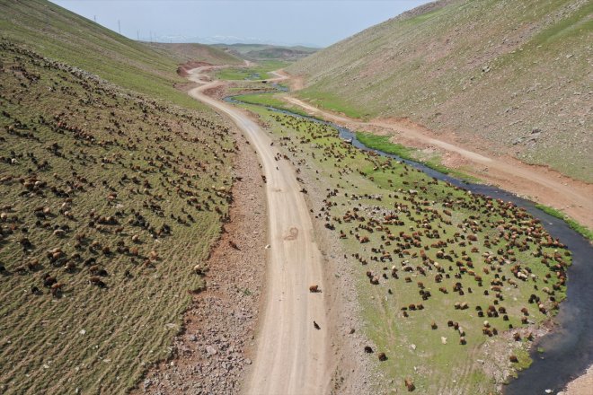 Yeşile Yaylası AĞRI - sürülerini bürünen ağırlıyor hayvan Sinek küçükbaş 13