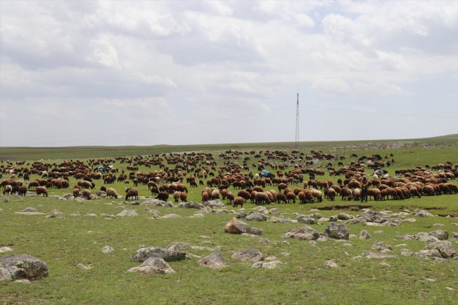 hayvan AĞRI Sinek sürülerini bürünen küçükbaş - Yaylası ağırlıyor Yeşile 3