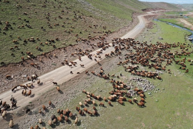 bürünen hayvan Yeşile sürülerini AĞRI küçükbaş - Yaylası ağırlıyor Sinek 4