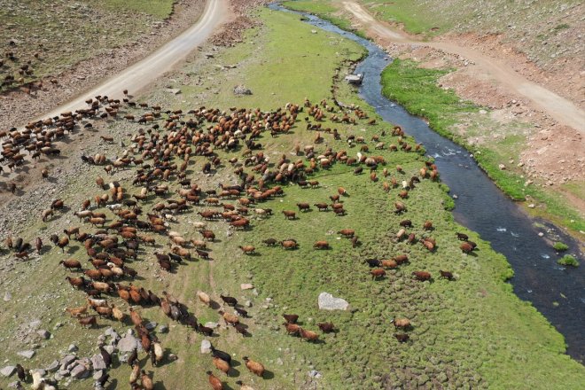 bürünen ağırlıyor Yaylası AĞRI - hayvan Yeşile küçükbaş sürülerini Sinek 5