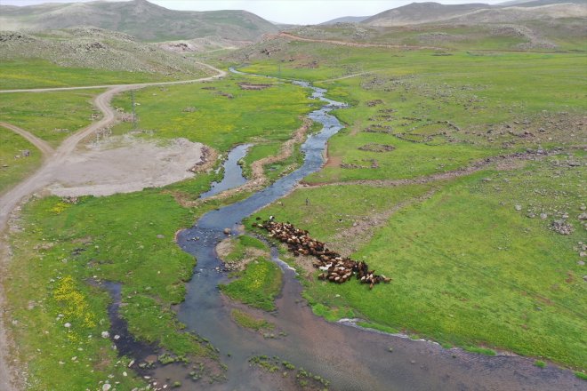 - AĞRI bürünen Yaylası ağırlıyor Yeşile küçükbaş hayvan Sinek sürülerini 6