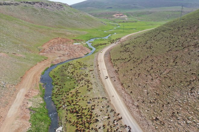 küçükbaş - Yeşile sürülerini hayvan Sinek bürünen Yaylası ağırlıyor AĞRI 7