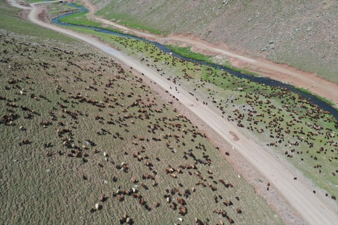 hayvan bürünen küçükbaş Sinek AĞRI ağırlıyor - Yeşile Yaylası sürülerini 8
