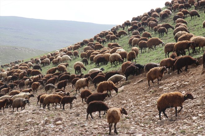 Sinek küçükbaş ağırlıyor Yaylası Yeşile - sürülerini bürünen AĞRI hayvan 9
