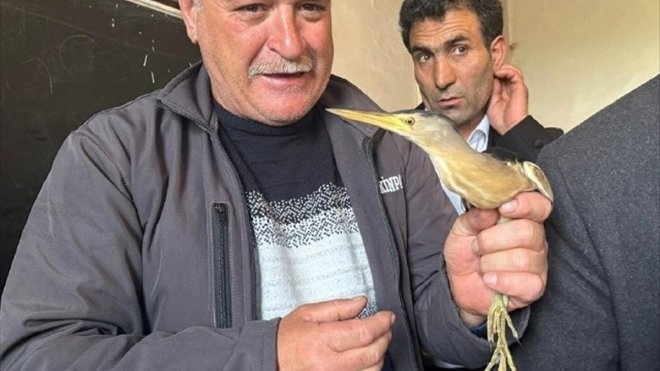 Ardahan'da bitkin bulunan balaban kuşu koruma altına alındı