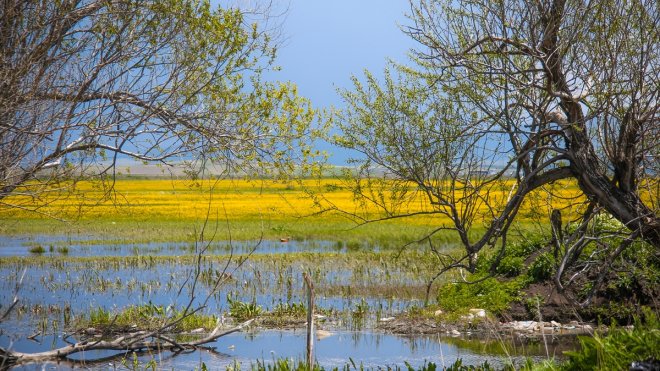 Ardahan'daki Şerefin Dağı ve Üç Tepeler canlanan doğasıyla dağcıların rotasında