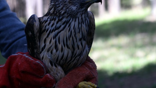 ARDAHAN - Tedavisi tamamlanan çakır kuşu doğaya bırakıldı1