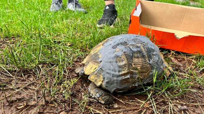 Bingöl'de polisin bulduğu yaralı kaplumbağa tedavi altına alındı