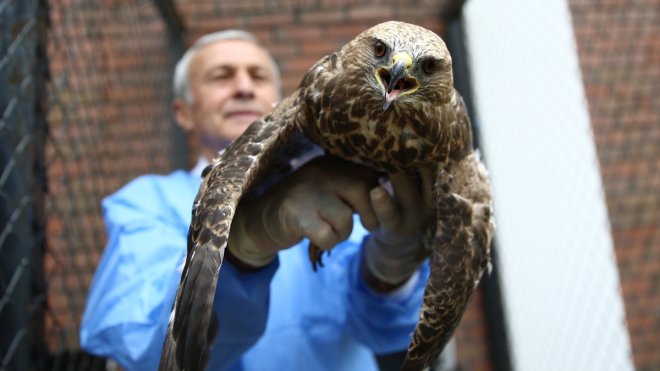 Bingöl'de kanadına kemik nakledilen şahin doğaya salındı