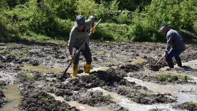 Çukurca'da ata tohumundan yılda 180 ton pirinç üretiliyor