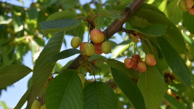 Depremzede kiraz üreticileri ilaçlama mesaisinde