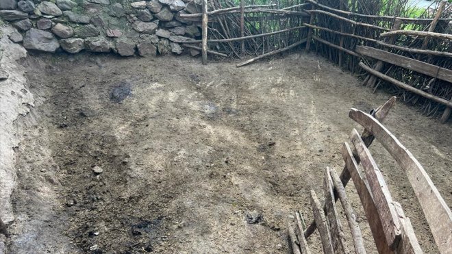 Elazığ'da ağıla giren kurtlar 21 koyunu telef etti