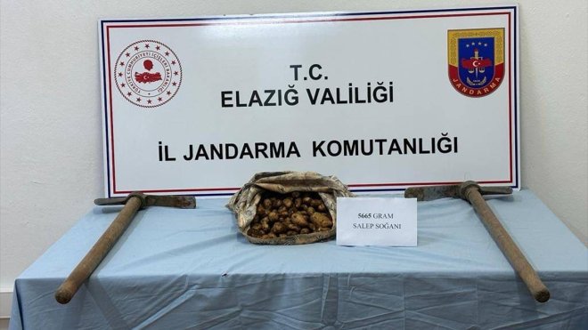 Elazığ'da bir kişi kaçak salep soğanı toplarken yakalandı