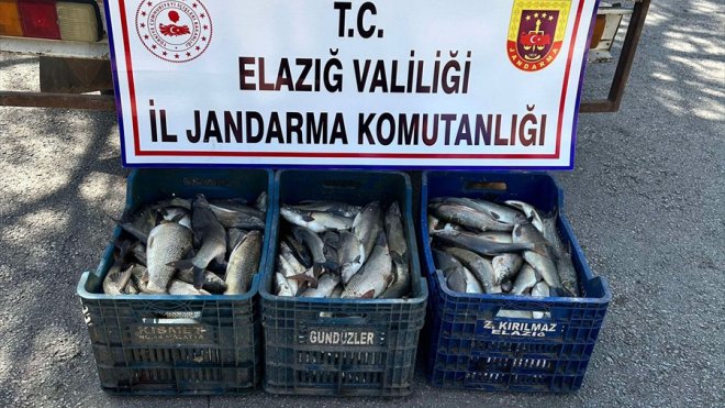 Elazığ'da kaçak avlanan 250 kilo balık ele geçirildi