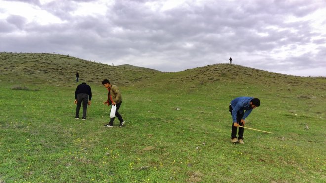 Elazığ'da köylüler ilkbaharda kırsalda kumi mantarı topluyor