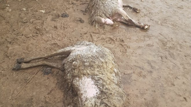 Elazığ'da sele kapılan 103 küçükbaş hayvan ile 2 eşek telef oldu