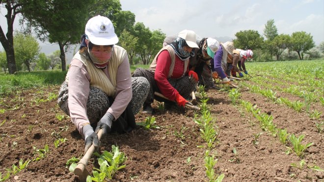 Pancar tarlasında çapa yapan kadınlar 300 lira yevmiyeyle çalışıyor
