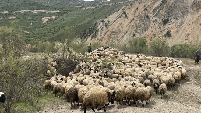 Hakkari'de 200 besiciye 4 bin küçükbaş hayvan dağıtılıyor
