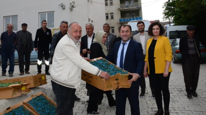 Hakkari'de çiftçilere yüzde 75 hibeli domates ve karpuz fidesi dağıtıldı