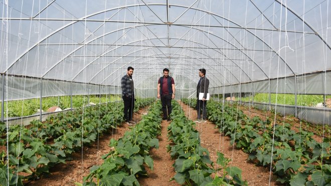 Irak sınırındaki Derecik, sera yatırımlarıyla bölgenin üretim üssü oluyor