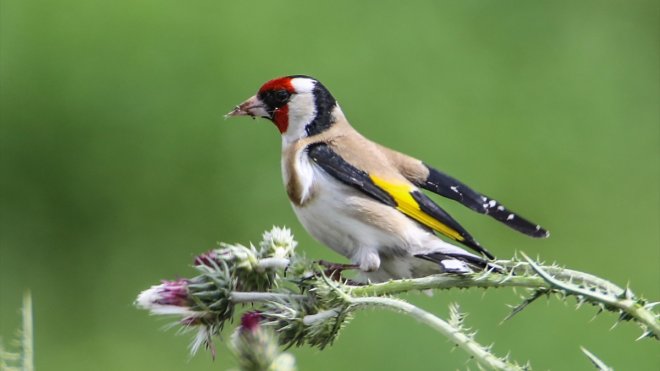 Saka kuşlarının beslenme anı görüntülendi