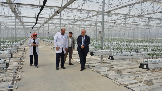 Jeotermal kaynakla domates üretilen kış kentinde fideler toprakla buluştu1