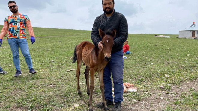 Kars'ta aç kalan kurtlar atın yavrusunu yaraladı