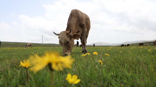 KARS - Havaların ısınmasıyla açan çiçekler doğaya renk kattı1